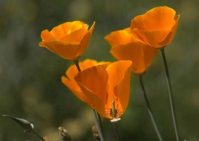 California Poppies