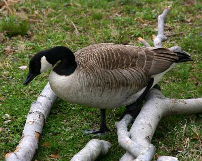 107_0748 copy.jpg