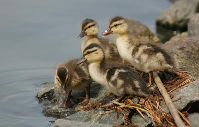 ducklings.jpg