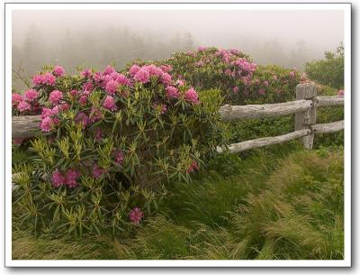 Catawba Fence - Matthew Cromer