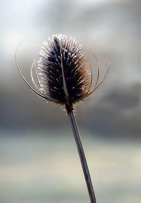 Frosty nature  by Moti