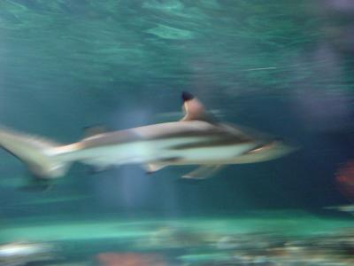 Shark in Motion by redfive
