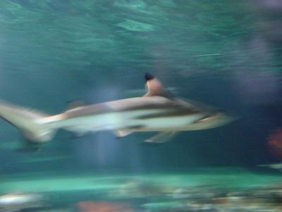 u48/stfchallenge/medium/37271882.Shark.jpg
