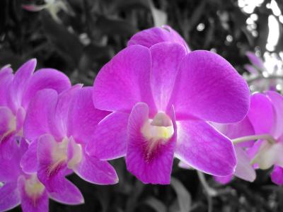 Perfect Orchids