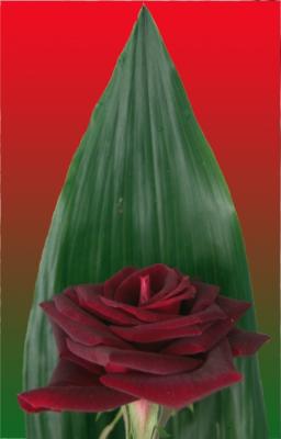 Red on Green  by Guy Evron