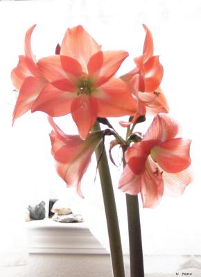 Amaryllis