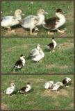 1,2,3 - 4 - 5!  by Doris Baillet