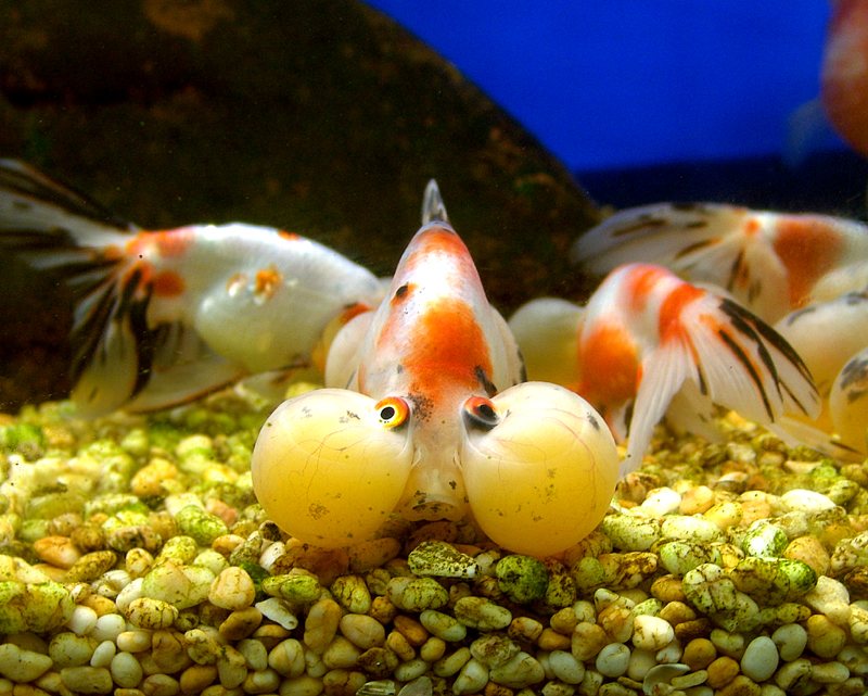Balloon Eyes by Pete W