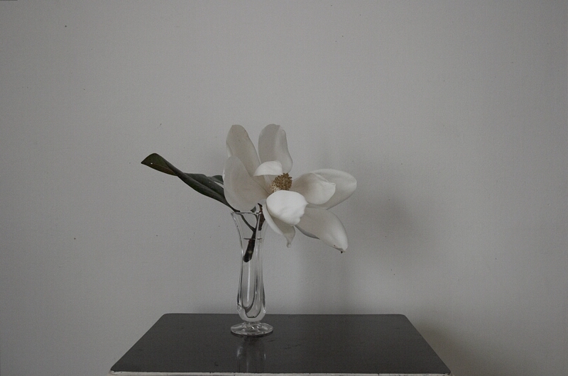 <b>Magnolia</b> <br> <font size=1> by wmcdowell</font></p>