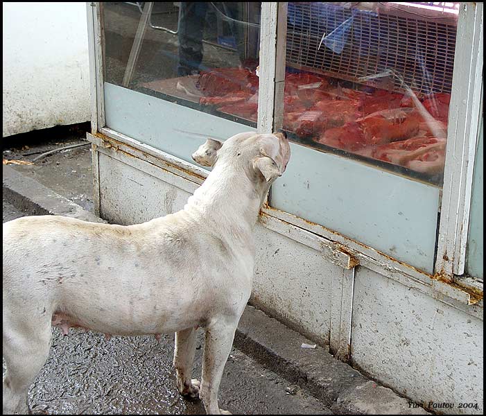 <b>5th place </b><br><b>So... what to take for supper? *</b><br>by Yuri Pautov