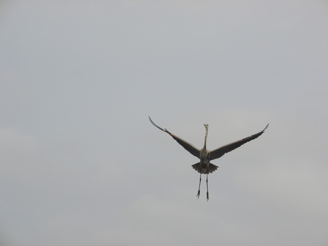 <b>awkward landing</b><br><font size=1>by kt</font>