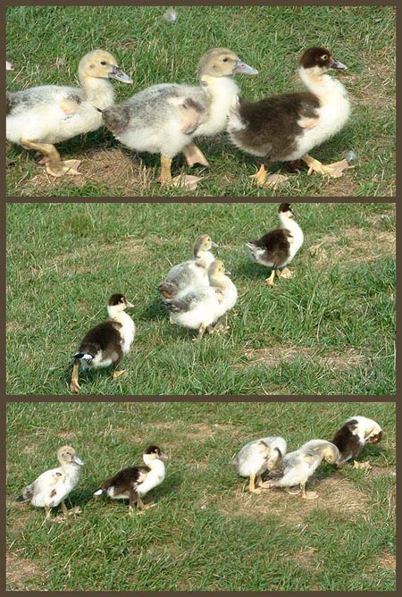 1,2,3 - 4 - 5!  by Doris Baillet