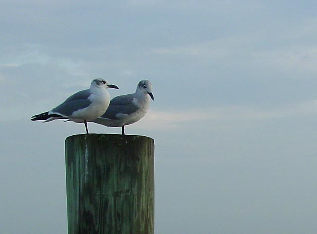Friends<br>by florg