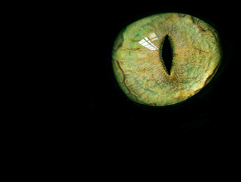 <b>The Watcher </b><br><font size=1>by Carlos Chacon</font>