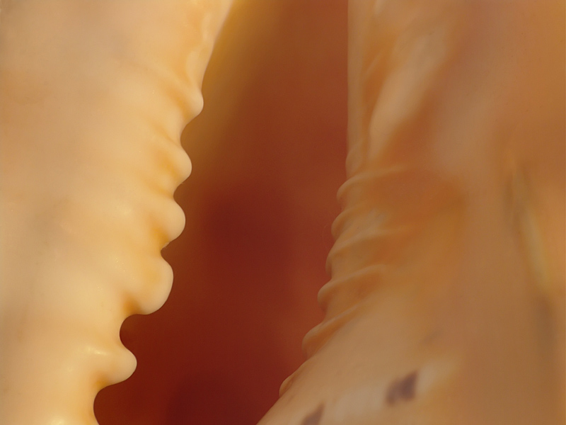 <b>Seashell</b><br><font size=1>by JoseNoway</font>