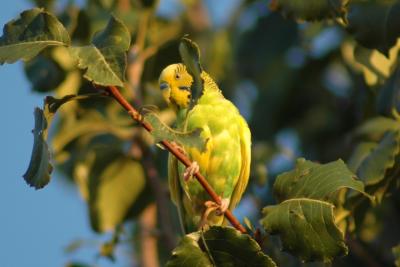 Backyard Parakeet