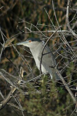 DSC_2763.jpg