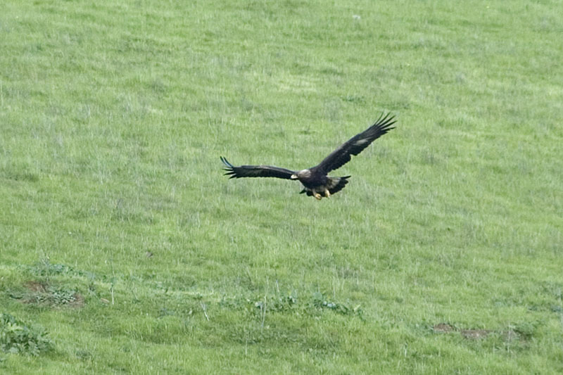 Golden Eagle