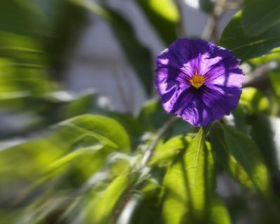 Purple Robe