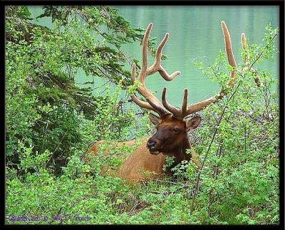 canadian elk cropped