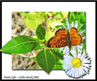 prarie life1_
