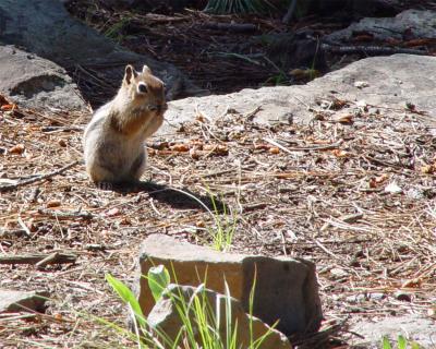 Chipmunk