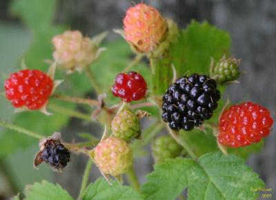 6-24 b-berry  e 9514.jpg