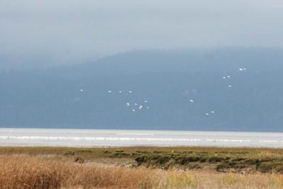 10-24 S geese e 0776.jpg