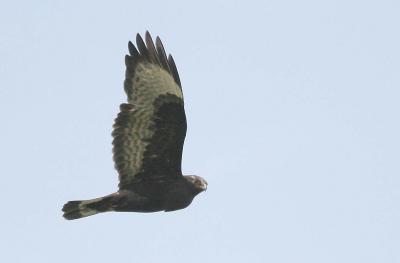 10-26 rough legged hawk t 0941.jpg