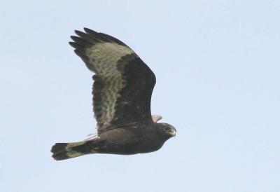 10-26 rough legged hawk 0942.jpg