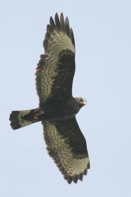 10-26 rough legged hawk 0943.jpg
