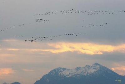 10-26 pilchuck geese 0896.jpg