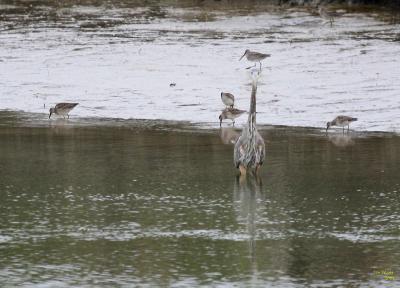 10-26 dowichers + heron 0881.jpg