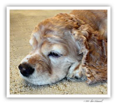 Abby Dog