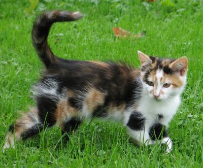 Little Calico 'Parmasan'