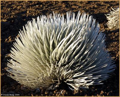 u48/swong13/medium/37082717.SilverSword.jpg