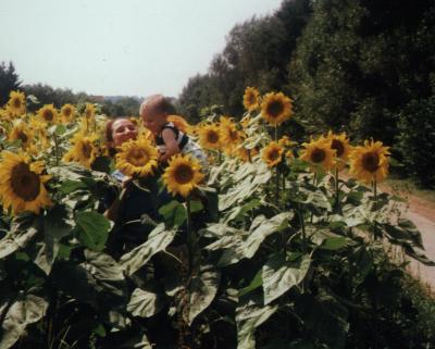 Tim im Sonnenblumenfeld, Aichtal, August 2001