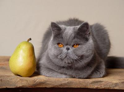 Two Cats