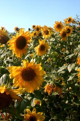 Sunflowers and Bees 2005