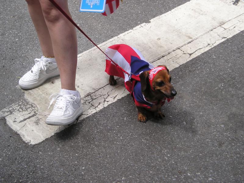 Dachshund at the Puerto Rican Day Parade