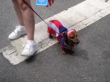 Dachshund at the Puerto Rican Day Parade