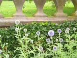 Blue flowers at Westbury