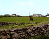 Horses in Castlegregory