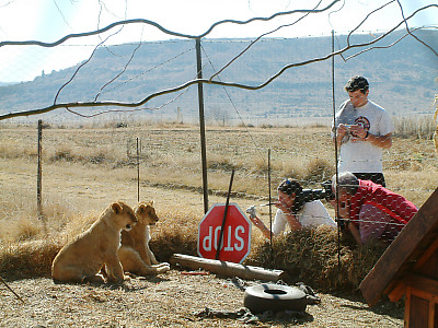 Photographing the lion cubs at the air strip