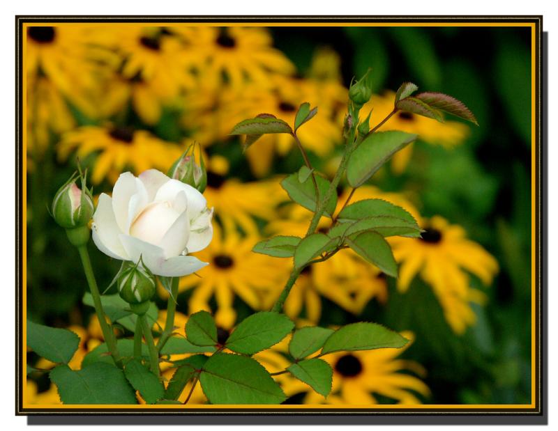 rose003.jpg