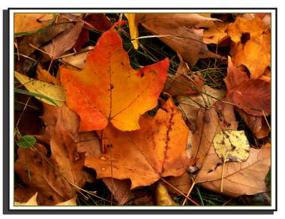 fall leaves