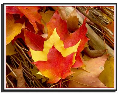three maple leafs
