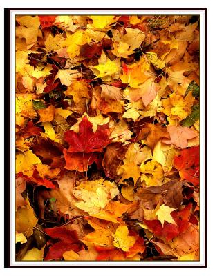 leafs