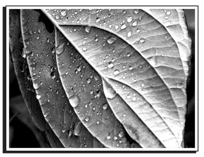 rainny leaf