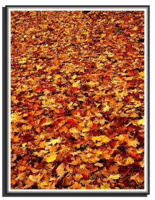 road of leaves